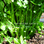 how-to-garden-raised-beds-gardening-urban-gardening-83