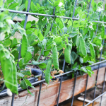 how-to-garden-raised-beds-gardening-urban-gardening-94