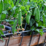 how-to-garden-raised-beds-gardening-urban-gardening-96