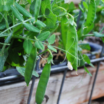 how-to-garden-raised-beds-gardening-urban-gardening-97