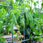 how-to-garden-raised-beds-gardening-urban-gardening-98