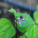 raised-urban-gardens-72913-garden-update