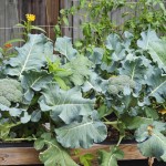 raised urban gardens gardening 112912  19