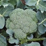 raised urban gardens gardening 112912  20