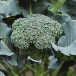 raised urban gardens gardening 112912  24