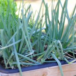 raised-urban-gardens-gardening-44