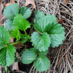 strawberries-2-dec-how-to-garden-raised-urban-garden