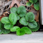 strawberries-dec-how-to-garden-raised-bed-gardens-urban