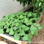 sweet potatoes4