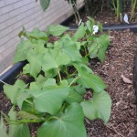 sweetpotatoes