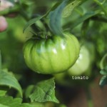tomato how to garden raised bed gardening raised urban garden-62