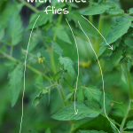 tomatoe-plant-with-white-flies