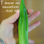 too-big-okra