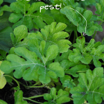 watermelon-vines-and-pest