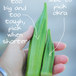 when-to-pick-okra