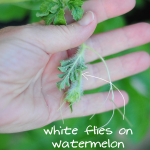 whtie-flies-on-watermelon-vine